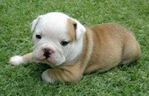 English_Bulldog_Confine_Your_Pup