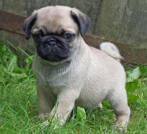 romeo-the-pug-puppies-daily-puppy-pug-dogs-puppy