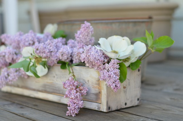 Lilacs-FlowerPatchFarmhouse.com-1-of-34